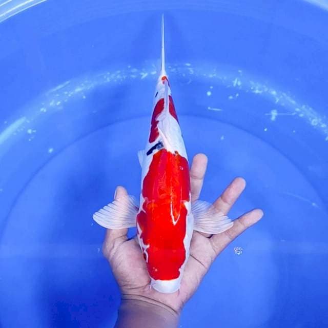 1. Sanke Doitsu || 33 cm