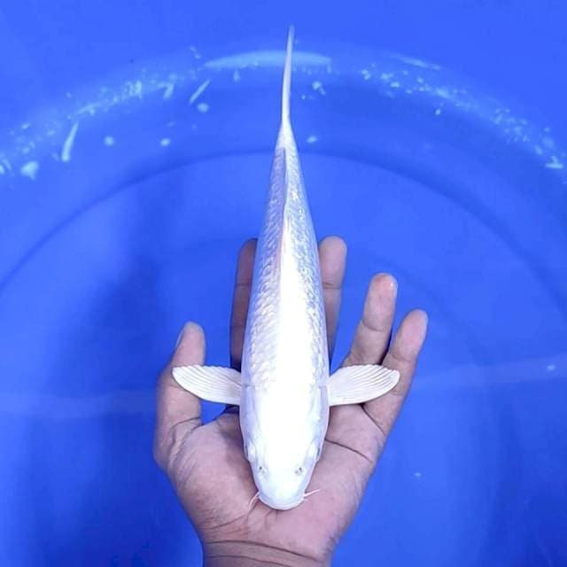 6. Platinum Ginrin || 27 cm