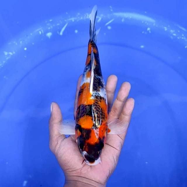 9. Showa || 25 cm