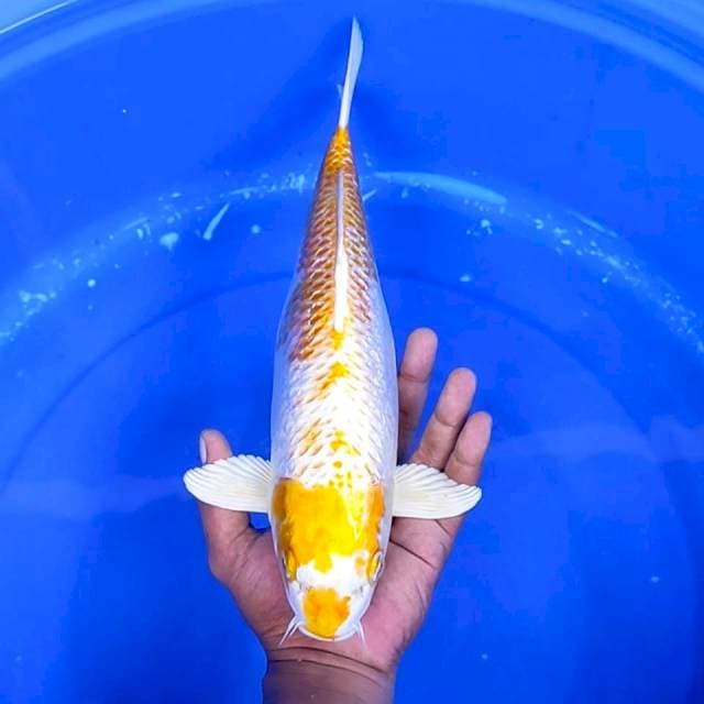 10. Hariwake Ginrin || 36 cm