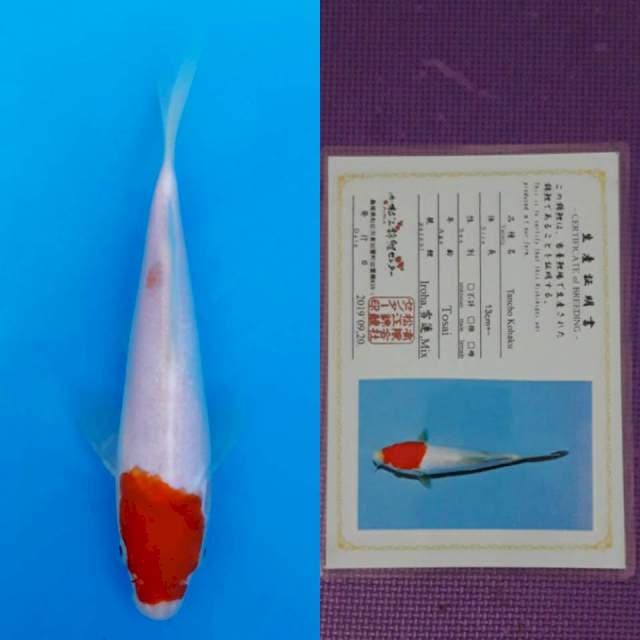 Matsue kohaku 20cm serty