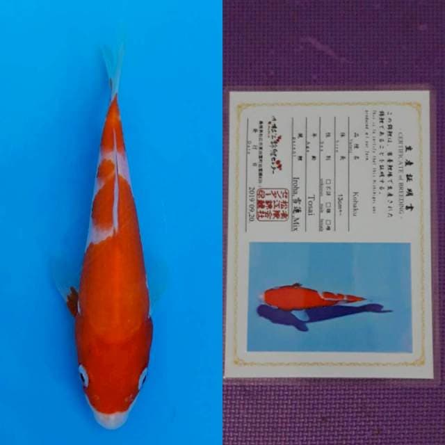 Matsue kohaku 15cm serty