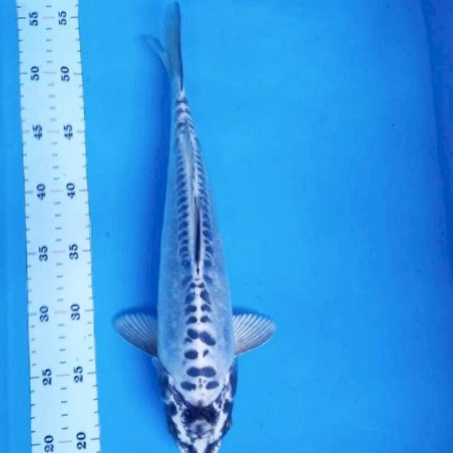 Antik kiko 36cm
