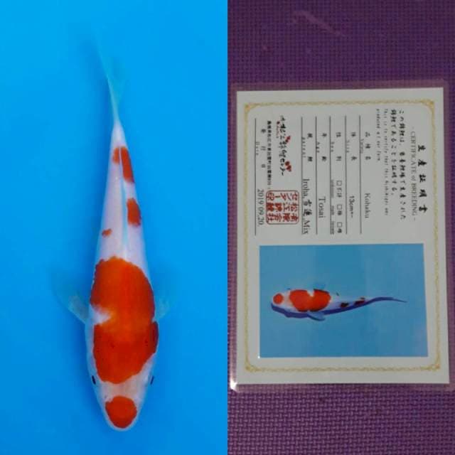 Matsue kohaku 17cm serty