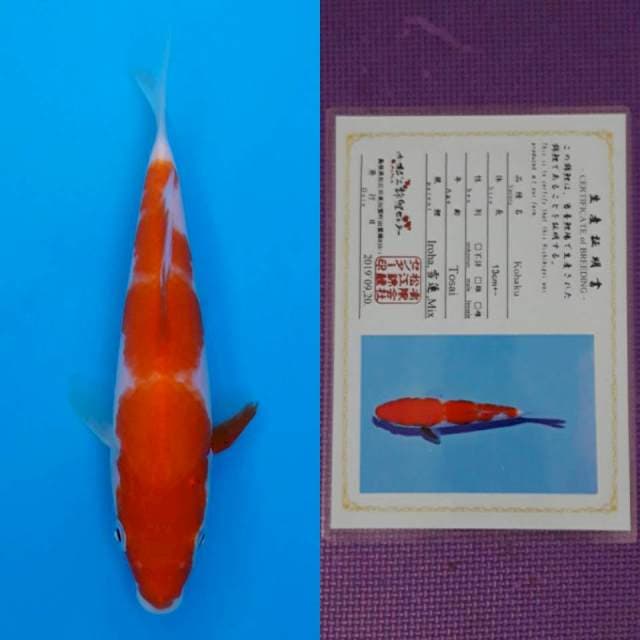 Matsue kohaku 18cm serty