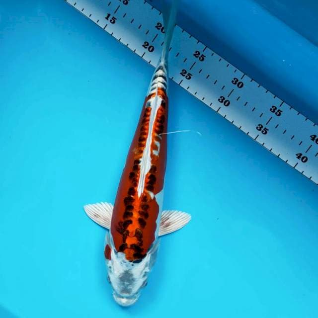 Kujaku doit strong 32cm