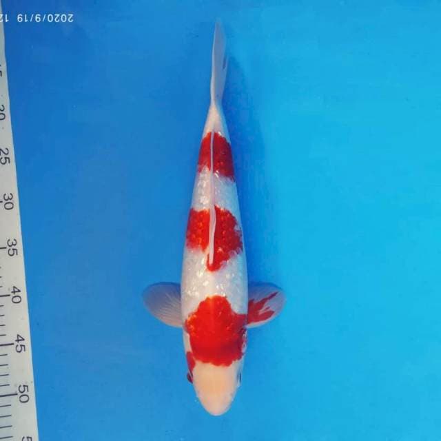 RIYUJI 7 - KOHAKU GIN RIN ®