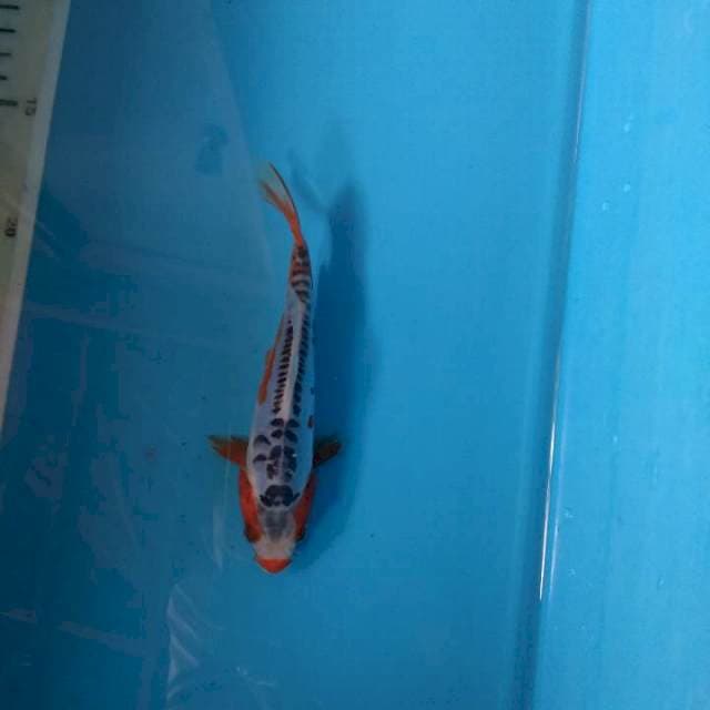 Sushui 16cm