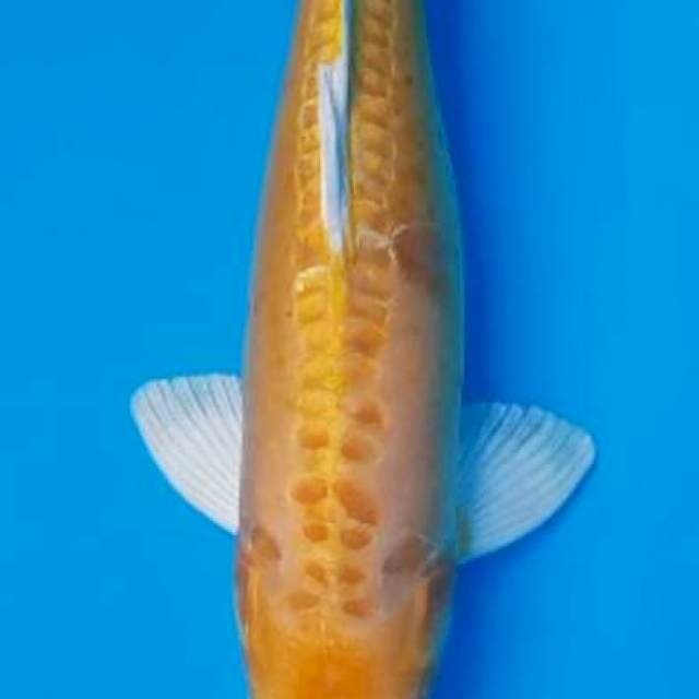 ogon doitsu