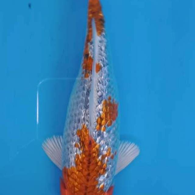 Goshiki gindrin 19cm