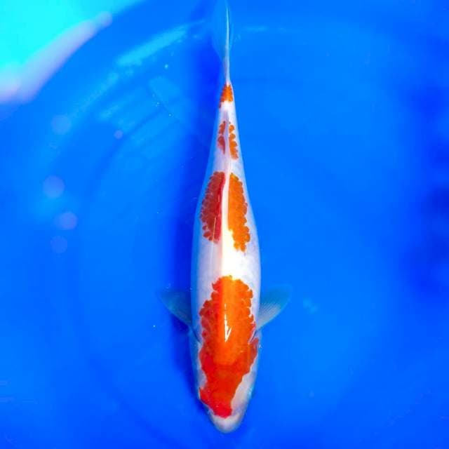 KOHAKU 4 STEPS, 39CM
