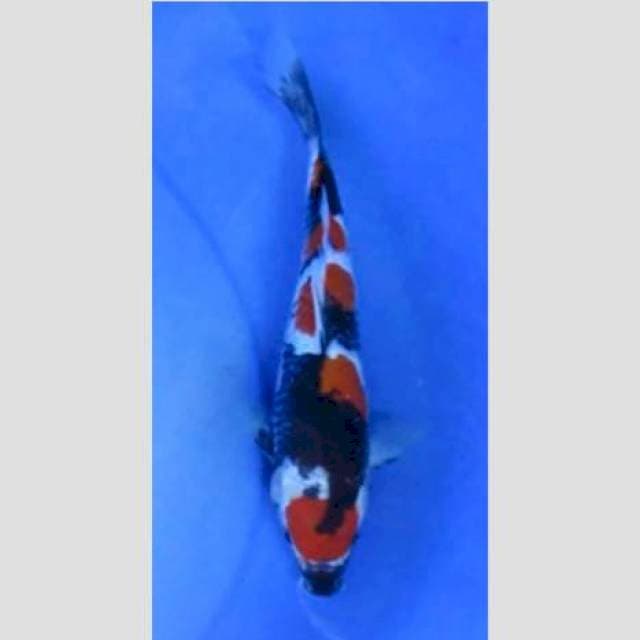 Super showa maruten original 30bu