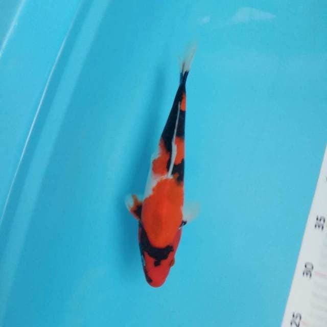 Showa 24cm