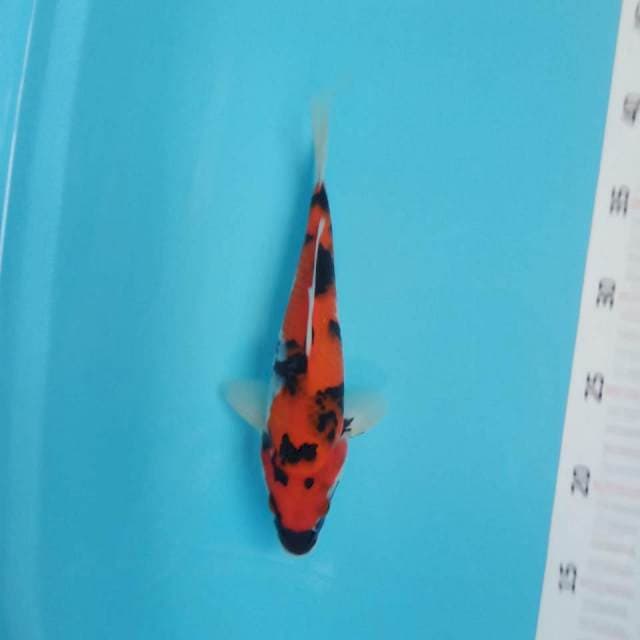 Showa 24cm