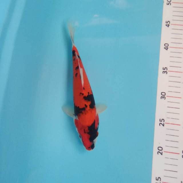 Showa 25cm