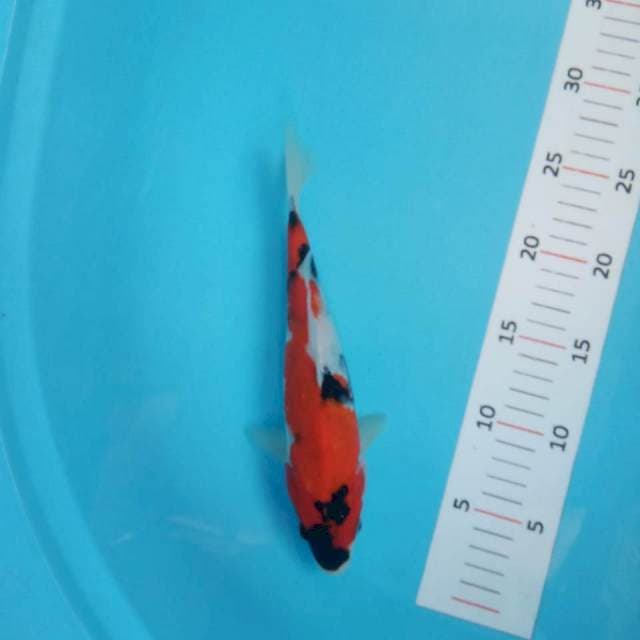 Showa 24cm