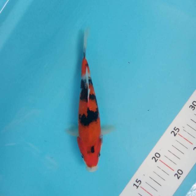 Showa 22cm