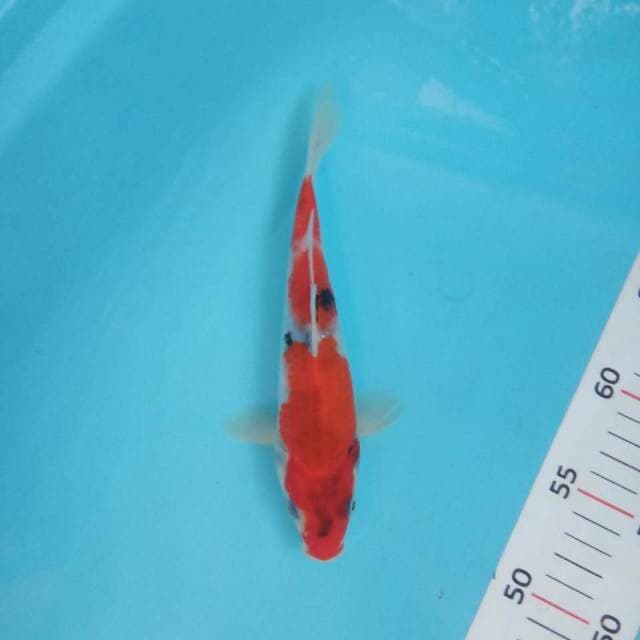 Showa 22cm