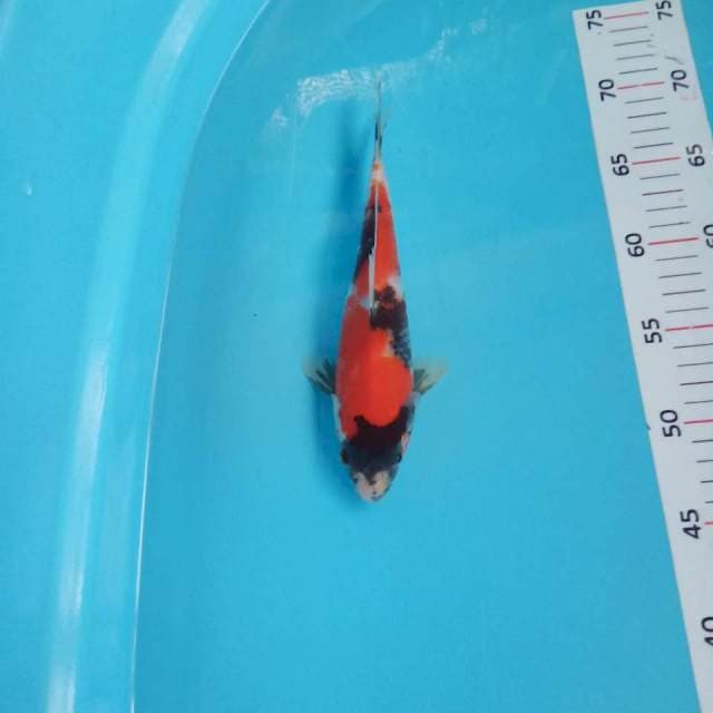 Showa 24cm