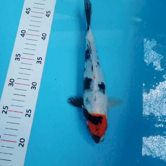 Tancho showa 27cm