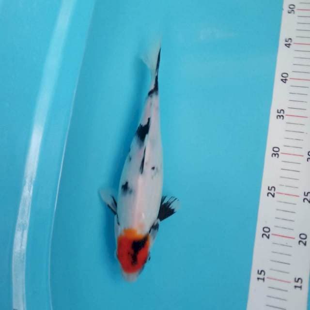 Tancho showa 32cm