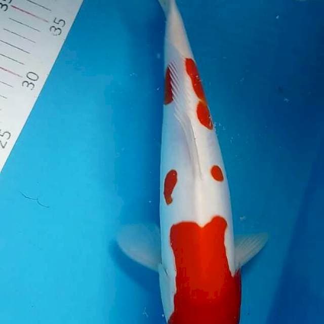 Kohaku doit