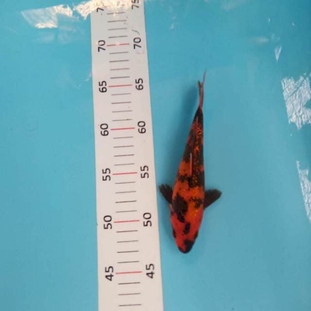 Hi utsuri ginrin 20cm