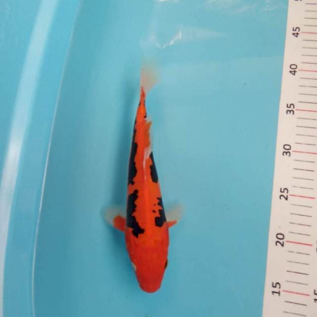 Beni kumonryu 27cm