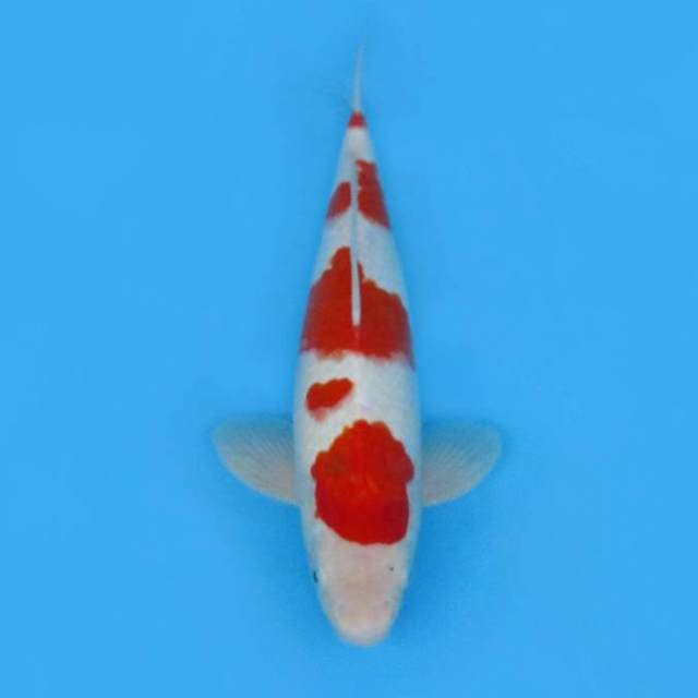 KOHAKU KOROMO_JUMBO TOSAI