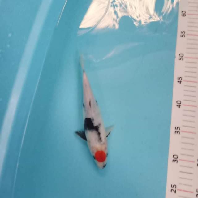 Tancho showa 23cm