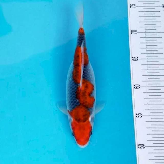 GOSHIKI 23 CM