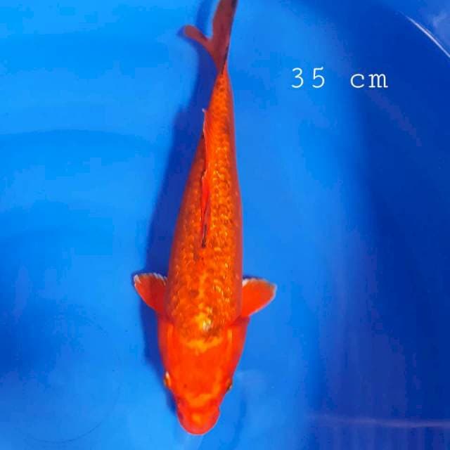 Benigoi tembus bawah 35cm
