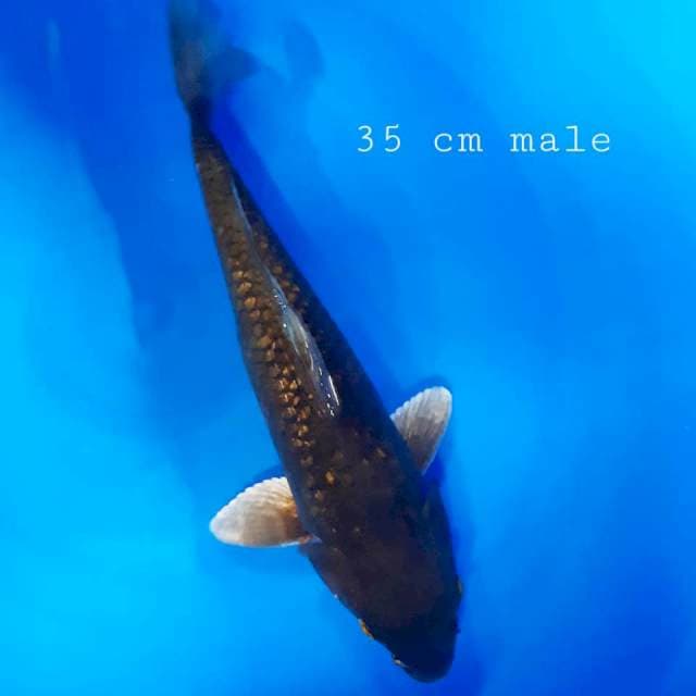 Hikari antik 35cm male