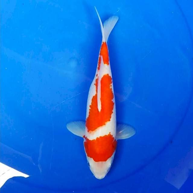 Kohaku