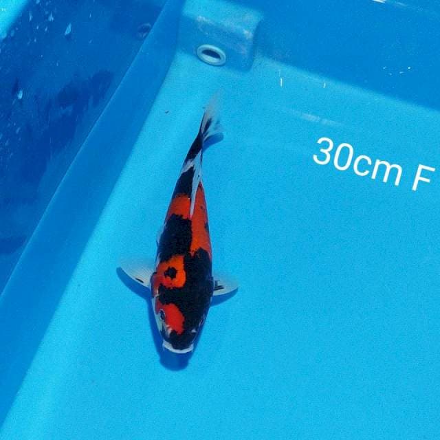 hi showa 30cm