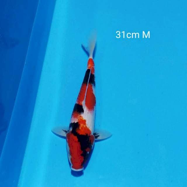 Showa motogoro 31cm male