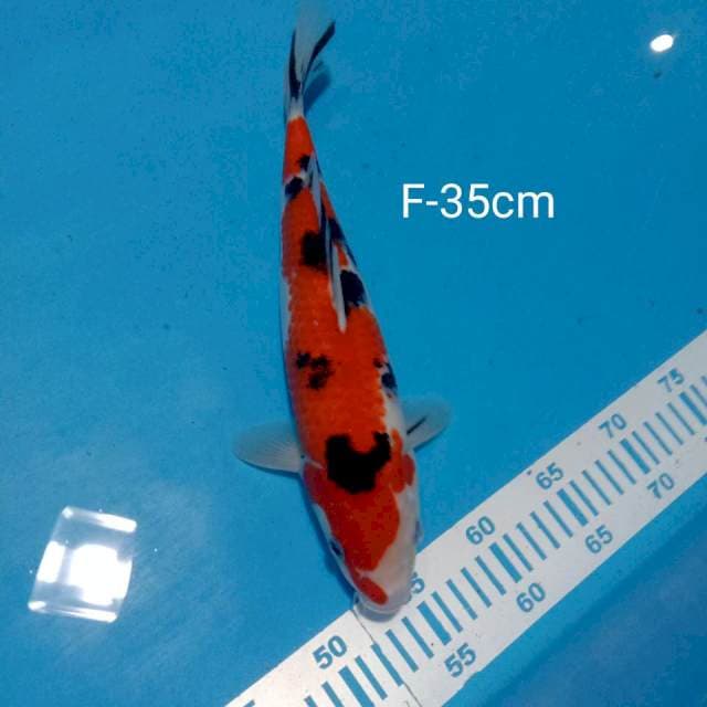 Showa 35cm female