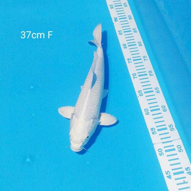 Platinum 37cm F