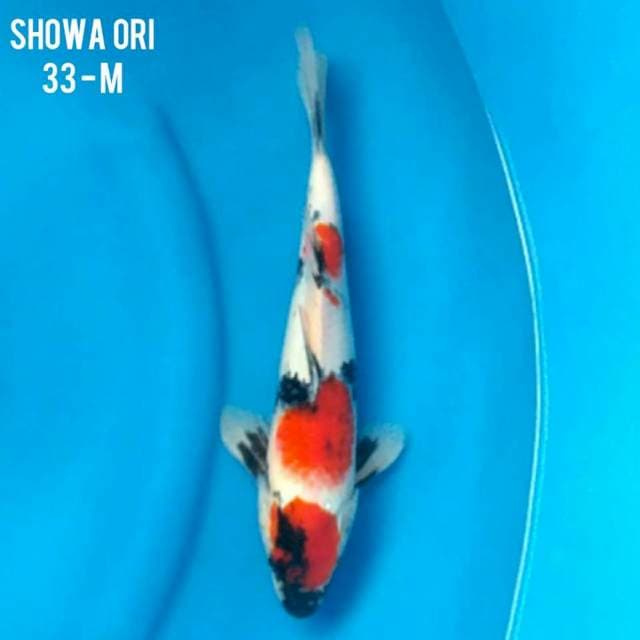 33 MALE - SHOWA KINDAI ORI