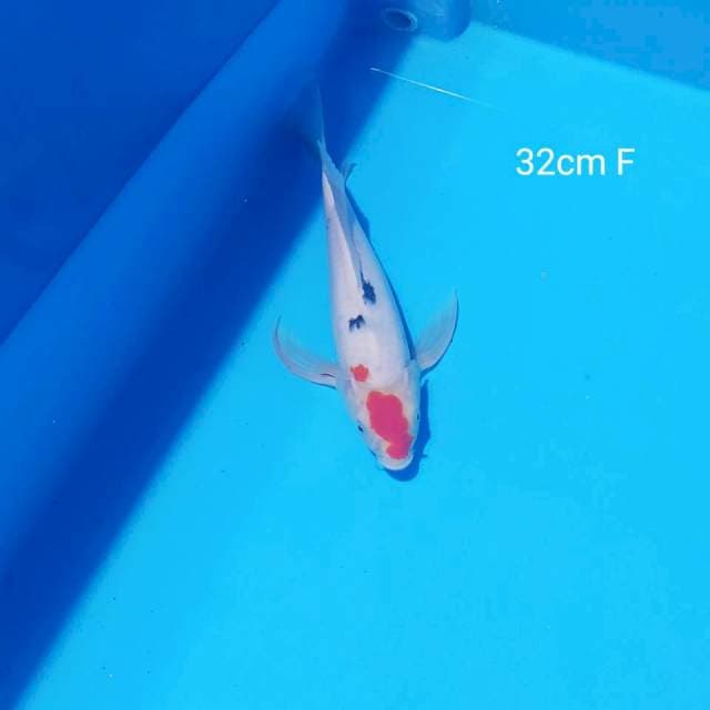 kumpay sanke 32cm