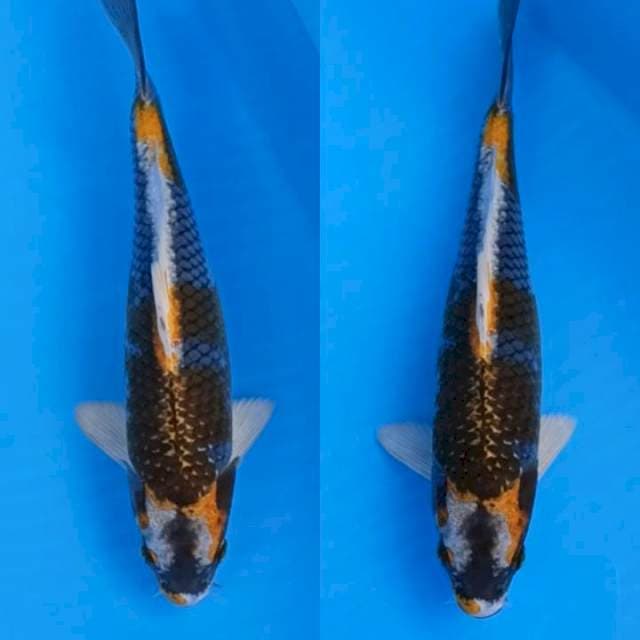 Kin kabuto berpola 25+cm