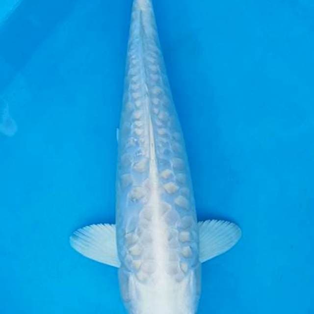 Platinum sisik naga 31cm