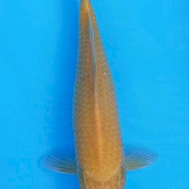 Karashi strong 25cm