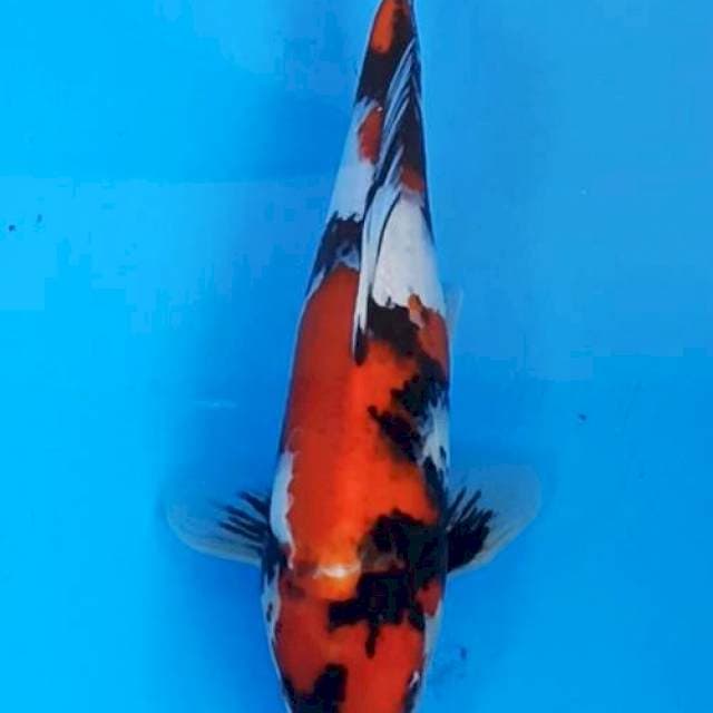 Showa sanshoku male 30cm