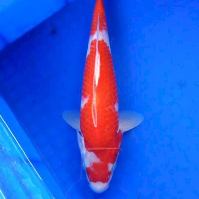 Kohaku ori josss