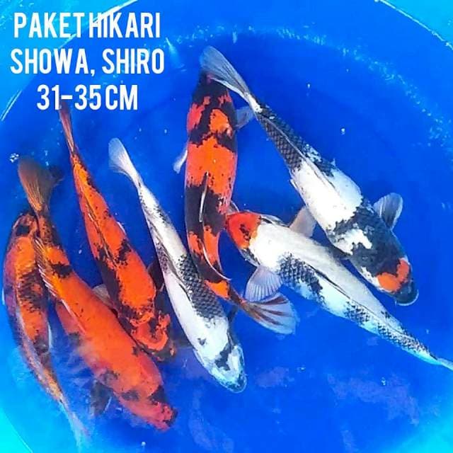 PAKET HIKARI GRADE A