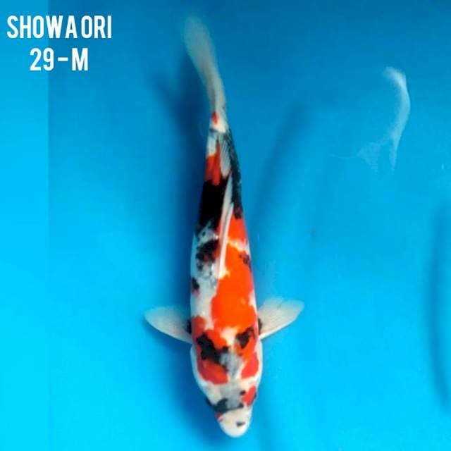 SHOWA ORI HQ
