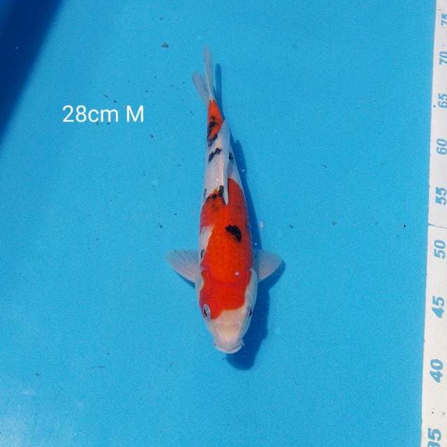 sanke 28cm