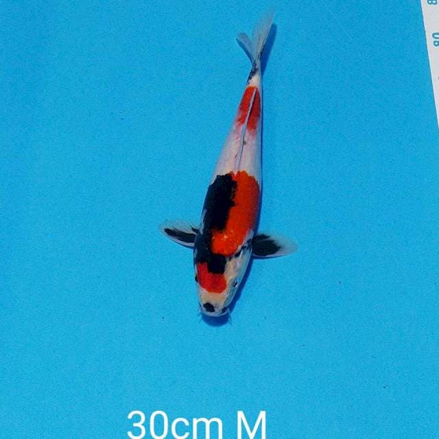 showa tategoi 30cm male