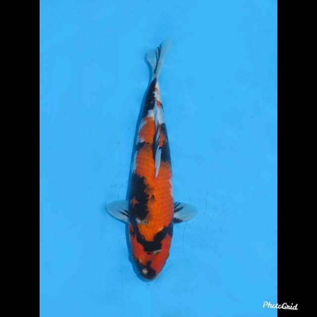 30cm , Male , F1 Showa Tosai